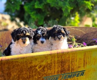 AKC MINIATURE POODLE PUPPIES