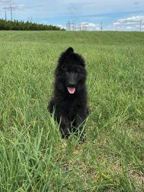 EUROPEAN AKC GERMAN SHEPHERD PUPPIES