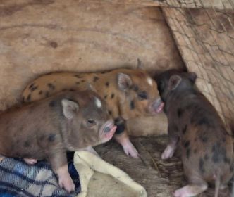 CUTE SMALL POT BELLY PIGS