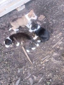 PYRENEES/ ANATOLIAN PUPPIES PLUS COLLIE PUPPIES 