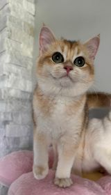BRITISH MALE & FEMALE CATS & KITTENS