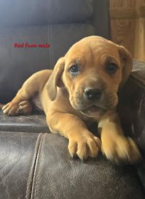 CANE CORSO/ BLUETICK CROSS $650