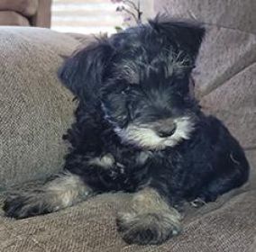HYPOALLERGENIC PUREBRED MINIATURE SCHNAUZER PUPPIES