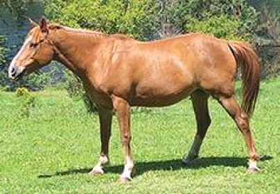 CHESTNUT MARE 
