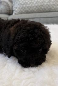 TOY COCKAPOO PUPPIES 