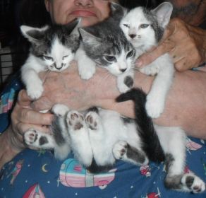 10 SWEET PLAYFUL ADORABLE KITTENS