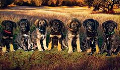 SUPER CUTE GIANT SCHNOODLE CROSS PUPPIES