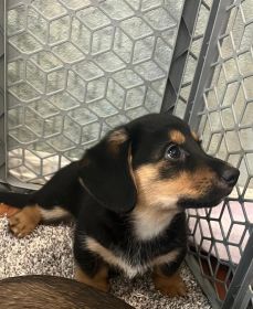 ADORABLE NINE WEEK “DORGI” PUPPIES!