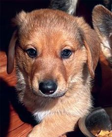ADORABLE NINE WEEK “DORGI” PUPPIES!