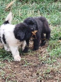 NEWFOUNDLAND PUPPIES
