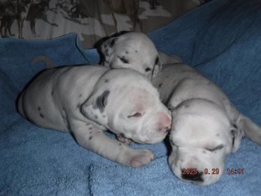 DALMATIAN PUPPIES 