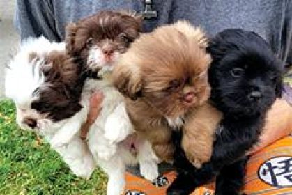 MALSHIPOO PUPPIES 