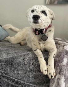 FEMALE CATTLE DOG, READY TO WORK!