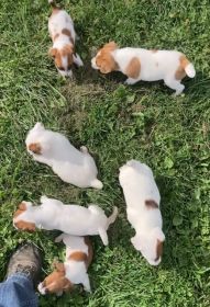 JACK RUSSELL PUPPIES