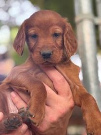 IRISH SETTER PUPPIES