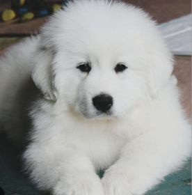 PUREBRED GREAT PYRENEES PUPPIES COMING SOON!