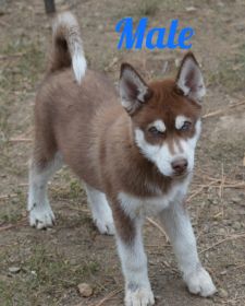 FOUR BEAUTIFUL SIBERIAN HUSKY PUPPIES AVAILABLE