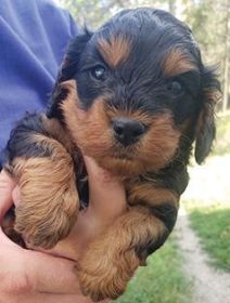 CAVAPOO PUPPIES