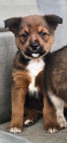 AKC CHOCOLATE AUSSIE SIRE