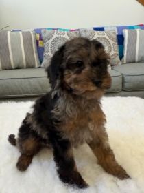 TOY COCKAPOO PUPPIES 
