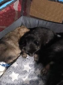 6 WEEK OLD PUREBRED POMERANIANS