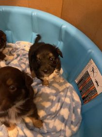 BEAUTIFUL MINIATURE AUSTRALIAN SHEPHERD PUPPIES