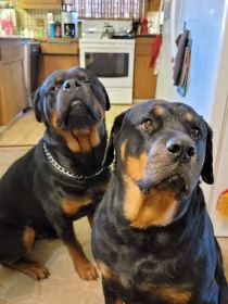 PUREBRED ROTTWEILER PUPPIES 