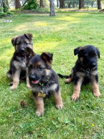 PUPPIES LOOKING FOR NEW HOMES