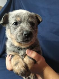 PUREBRED BLUE HEELERS
