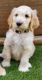 ADORABLE F1B GOLDENDOODLE