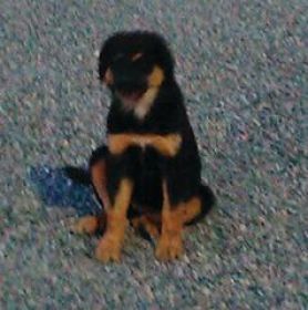 BERNESE MOUNTAIN DOG MIX PUPPIES