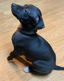 AKC ITALIAN GREYHOUND PUPPIES
