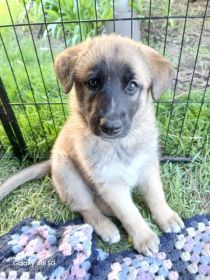 3 GERMAN SHEPHERD PUPPIES 