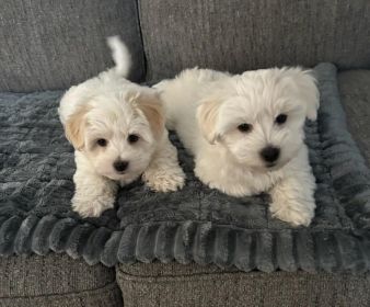 TWO LEFT COTON DE TULEAR 