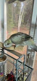 HANDFED QUAKER PARROT BABIES