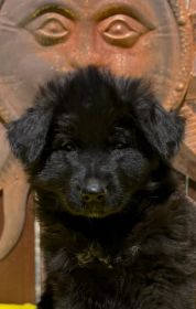 WESTERN EUROPEAN GERMAN SHEPHERD PUPPIES