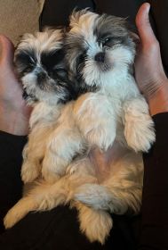 SHIH TZU PUPPIES 