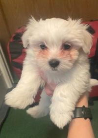 DESIGNER PUPPIES, SHIH TZU, YORKIE, MALTESE