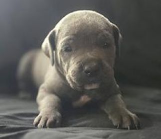 AKC CANE CORSO PUPPIES