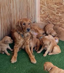 AKC GOLDEN RETRIEVER DARK RED CHRISTMAS PUPPIES