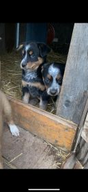 AUSSIE/ HEELER PUPPIES