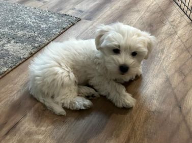 TWO LEFT COTON DE TULEAR 