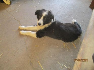 BORDER COLLIE FEMALE PUPPY