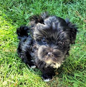 ADORABLE BLACK & WHITE MORKIE