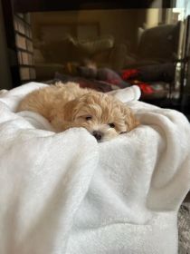 MALTIPOO PUPPIES