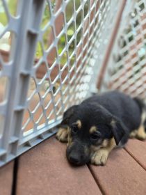SEVEN SWEET PLAYFUL PUPPIES