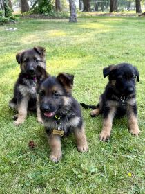 PUPPIES LOOKING FOR NEW HOMES