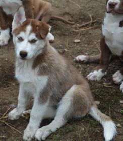 TWO BEAUTIFUL BLUE EYED SIBERIAN HUSKY FEMALE PUPPIES