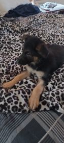 GERMAN SHEPHERD KING PUPPIES