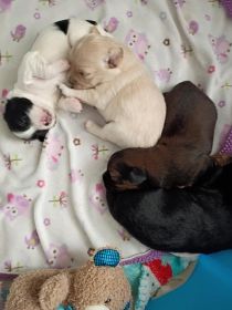 YORKIE/ POMCHI CROSS
